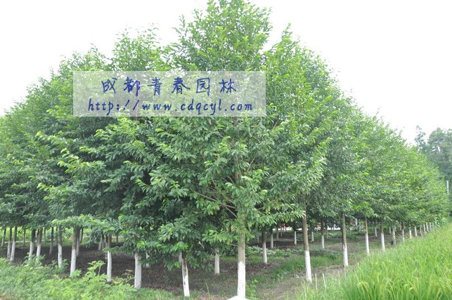 ������Ŵ�ͼ