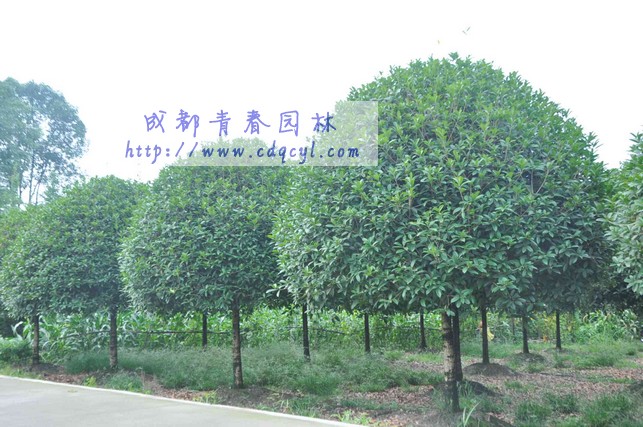 ������Ŵ�ͼ