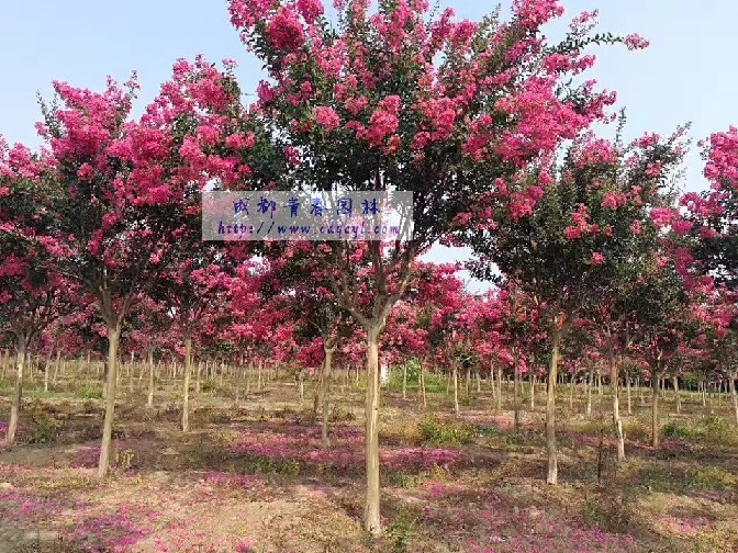 ������Ŵ�ͼ