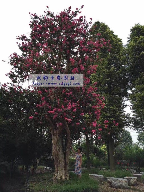 ������Ŵ�ͼ