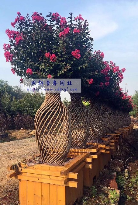 ������Ŵ�ͼ