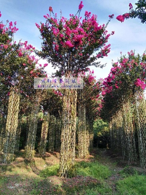 ������Ŵ�ͼ