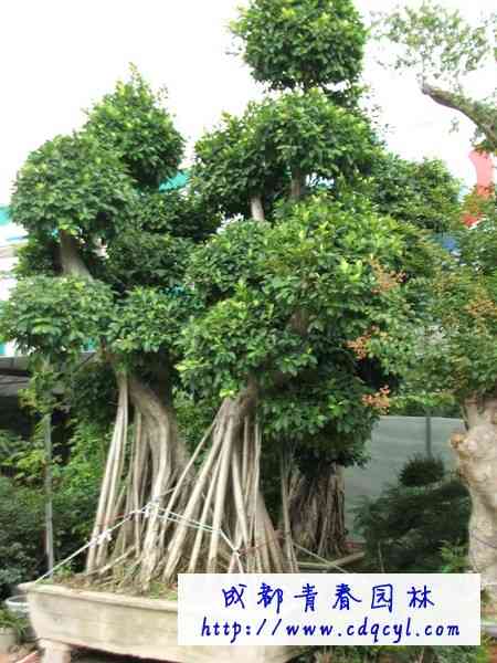 ������Ŵ�ͼ