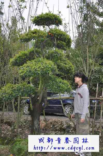 ������Ŵ�ͼ