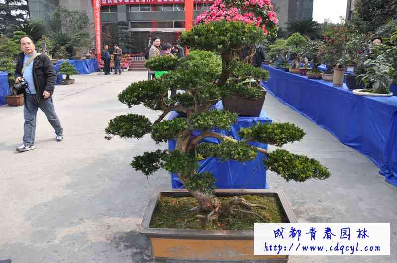 ������Ŵ�ͼ