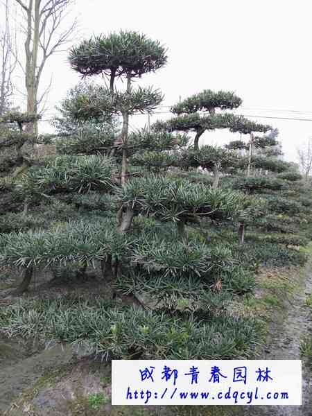 ������Ŵ�ͼ