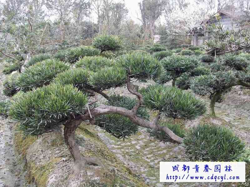 ������Ŵ�ͼ