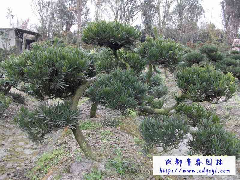 ������Ŵ�ͼ